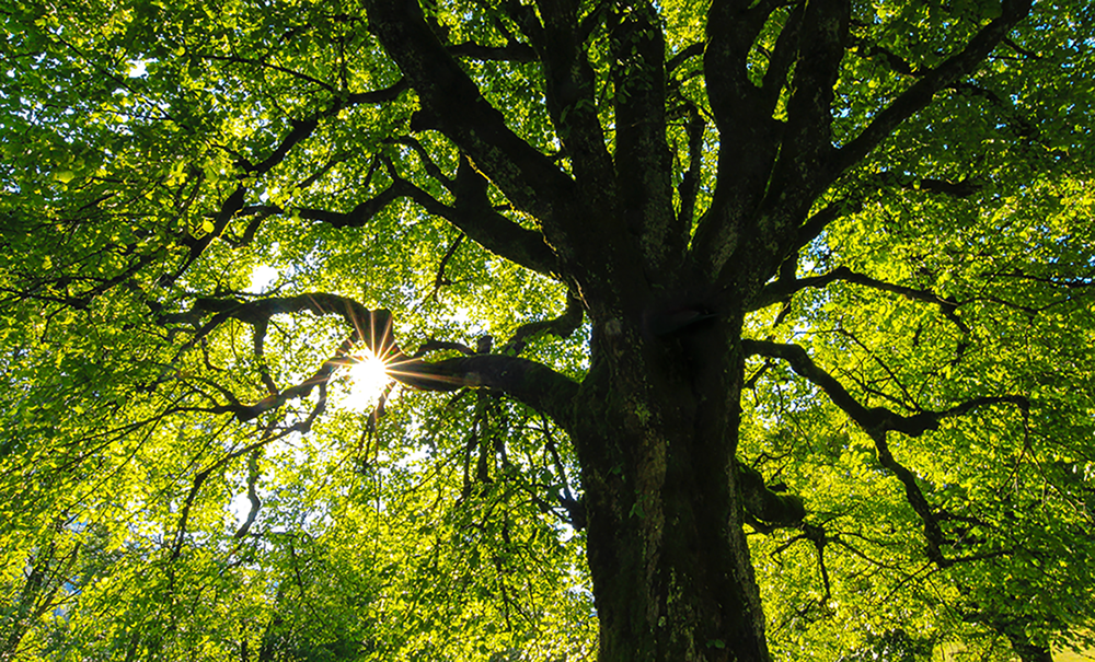 Oak tree closeup mainly green and brown. Looking up with a little light showing through the branches